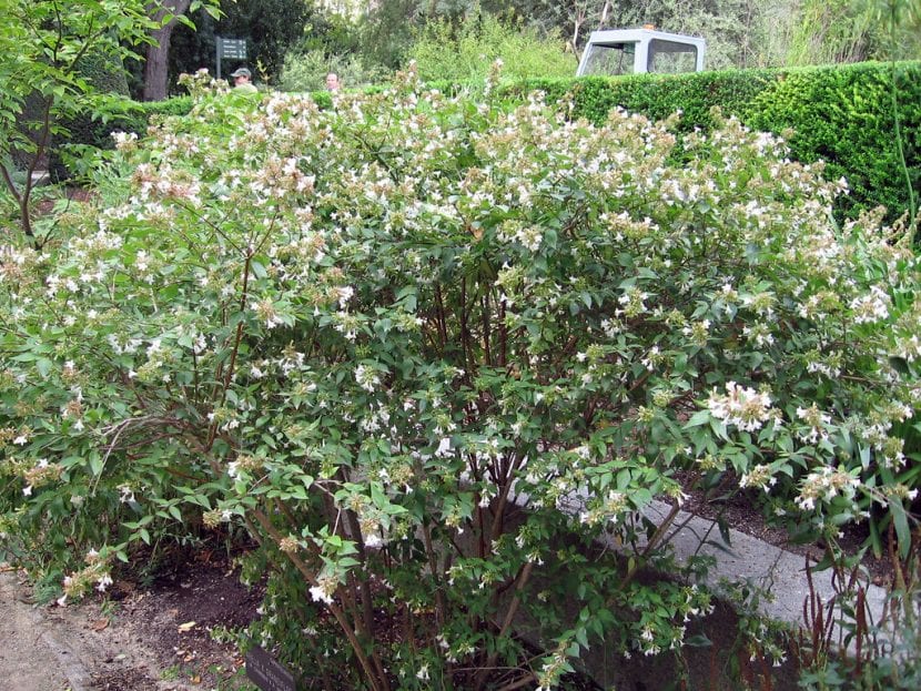 Abelia x grandiflora en un jardín