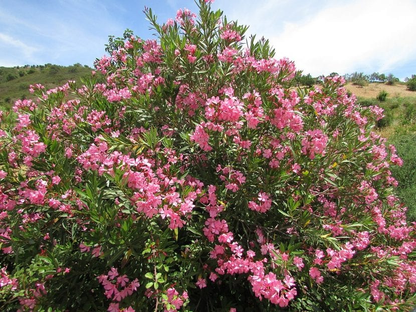 Adelfa es el nombre común del Nerium oleander