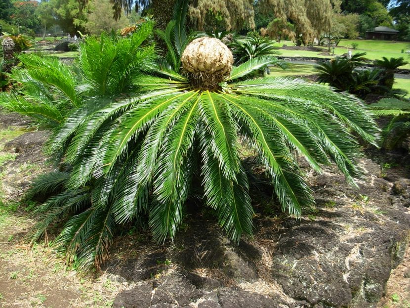 Vista de una Cycas revoluta