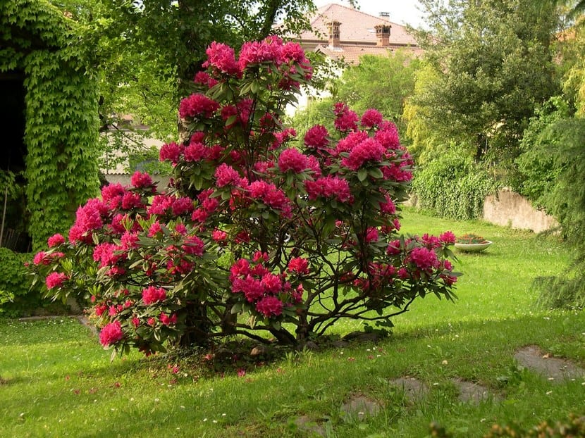 Arbustos de invierno: flor, fruto y color de diciembre a marzo
