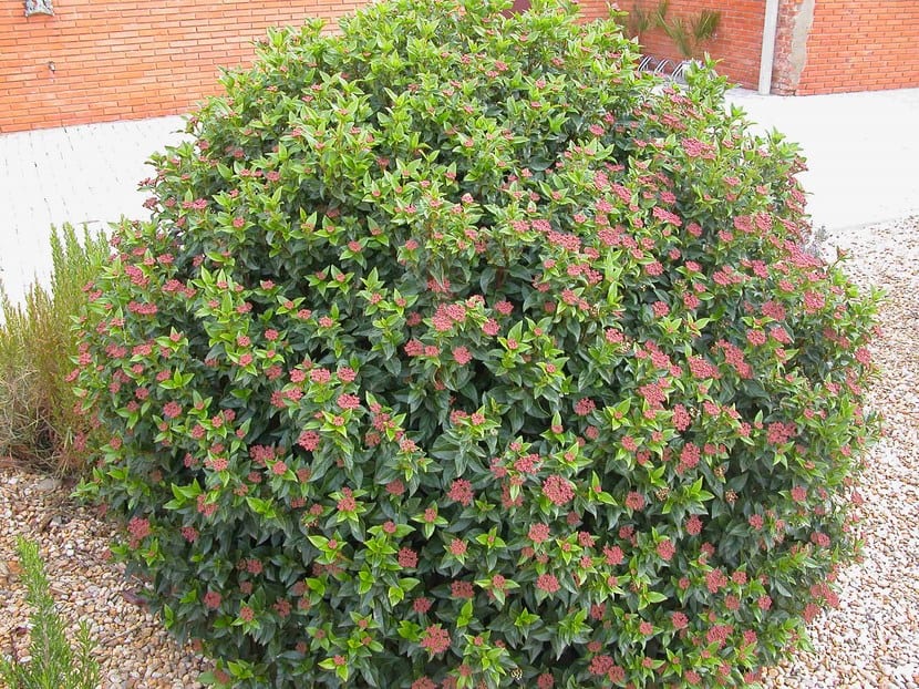 Durillo