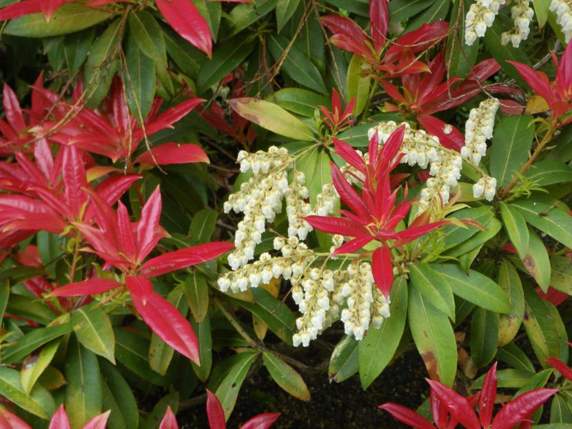 Pieris