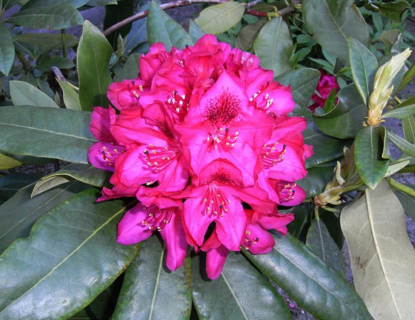 Rhododendron