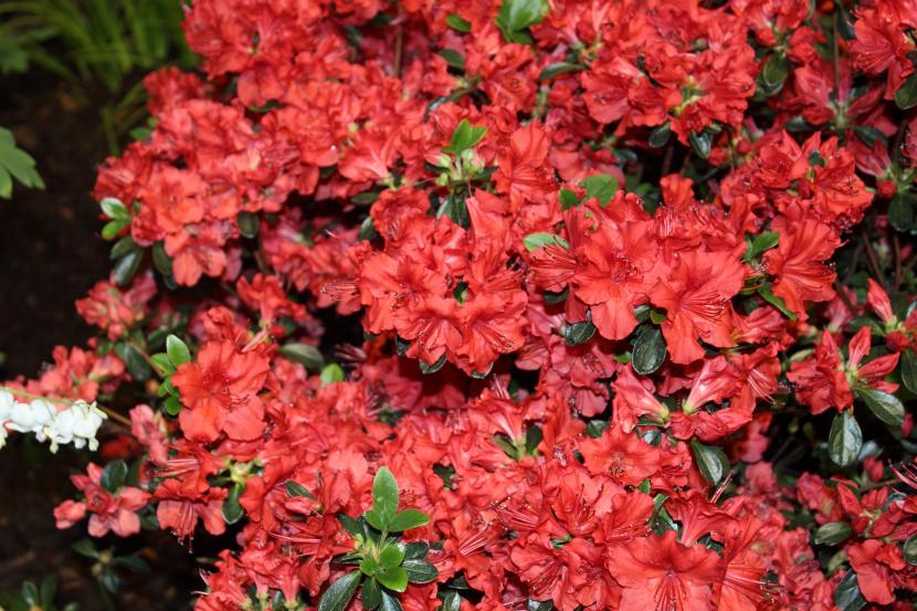 Azalea