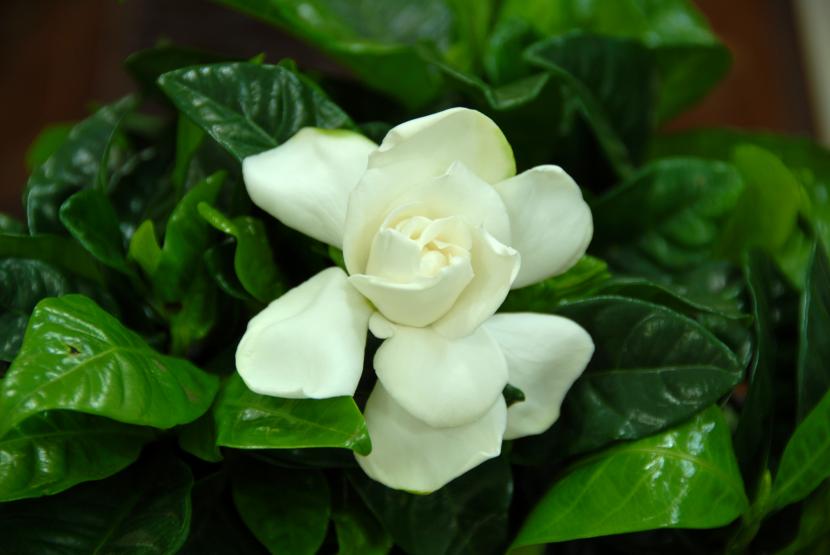 Gardenia