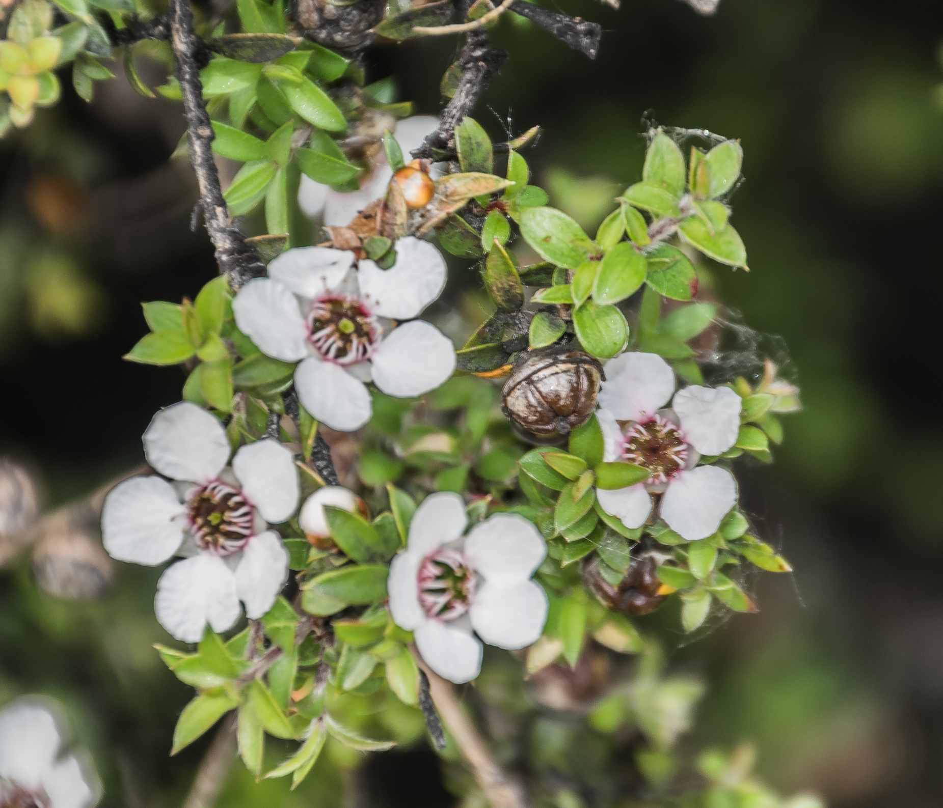 Vista del Leptospermum scoparium