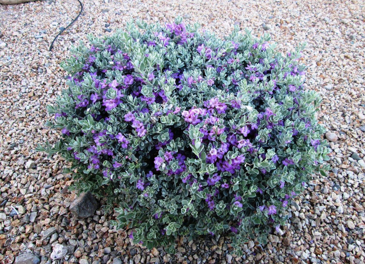 Vista del Leucophyllum frutescens en flor