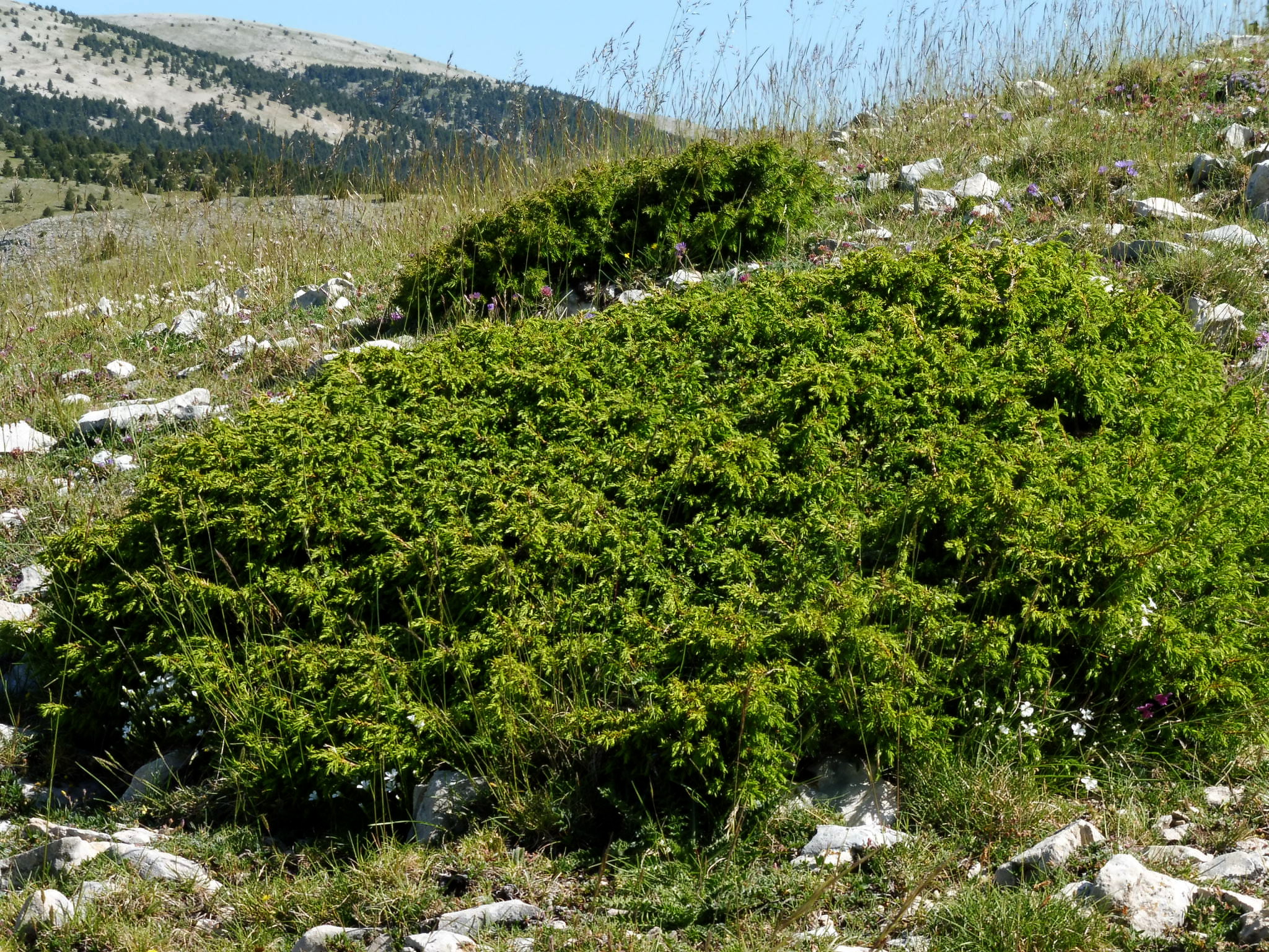 Vista del enebro en hábitat