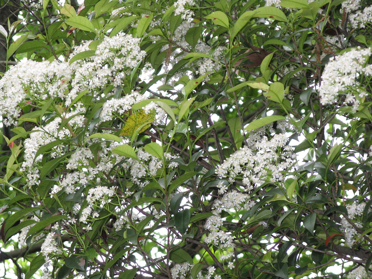 Vista de la Photinia glabra en flor