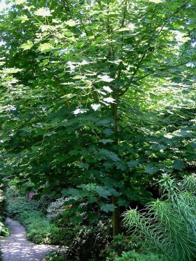 Acer velutinum
