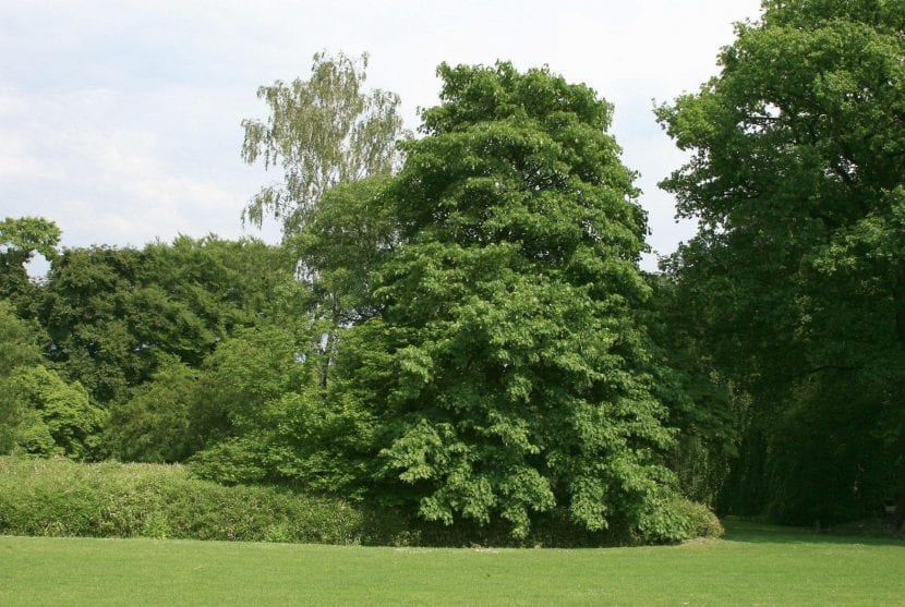 Árbol de Acer velutinum