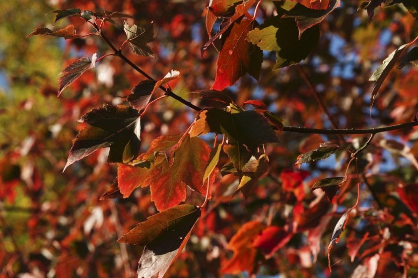 Vista del Acer velutinum en otoño