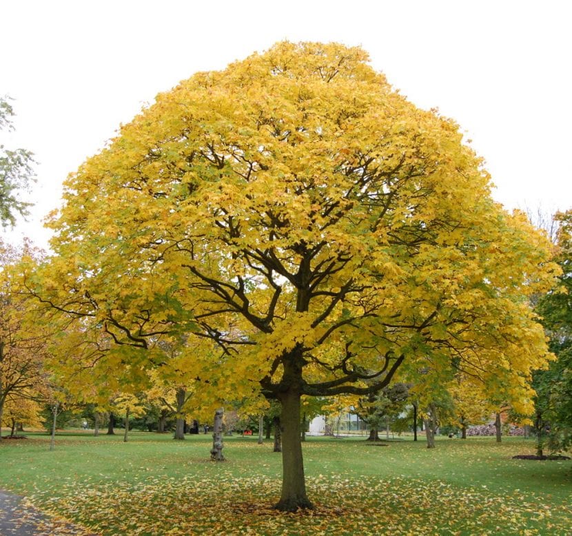 Acer cappadocicum 'Aureum' en jardín