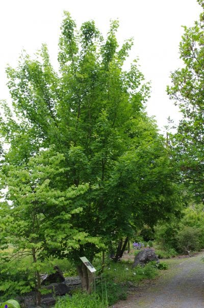 Ejemplar de Acer cappadocicum