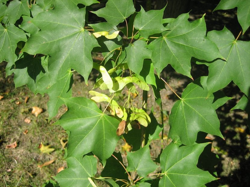 Hojas de Acer cappadocicum