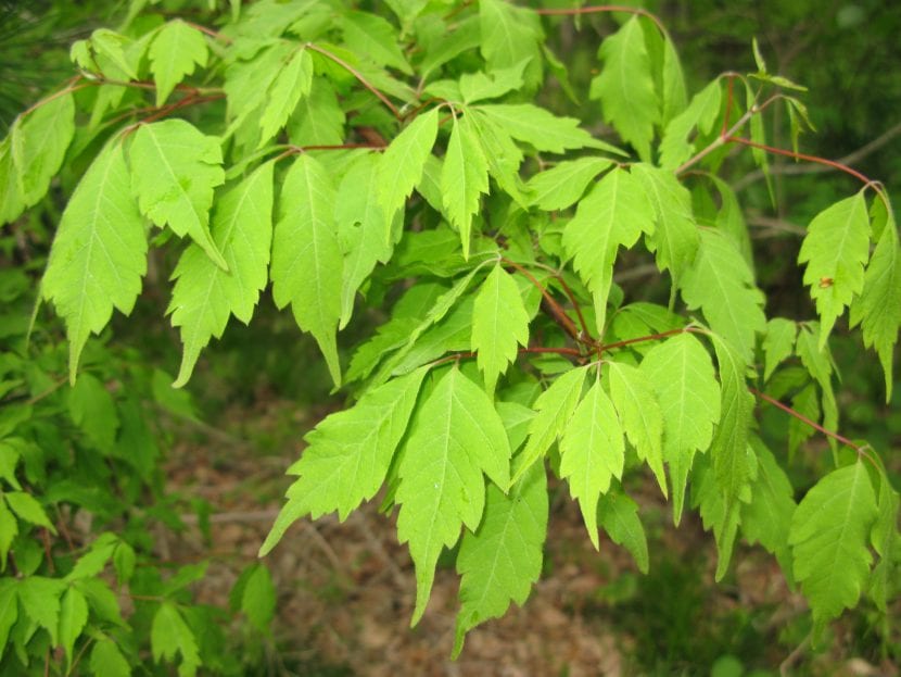 Hojas de Acer cissifolium