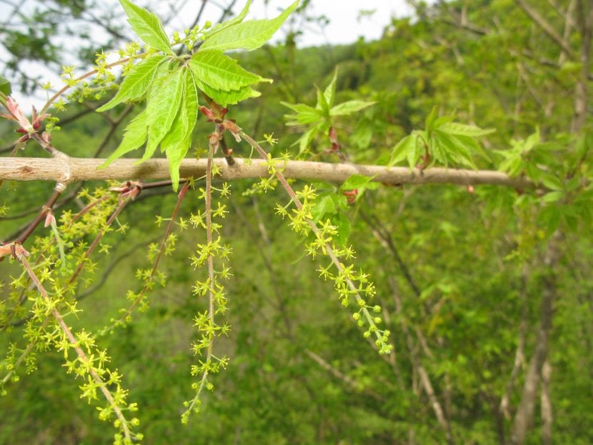 Flores del Acer cissifolium