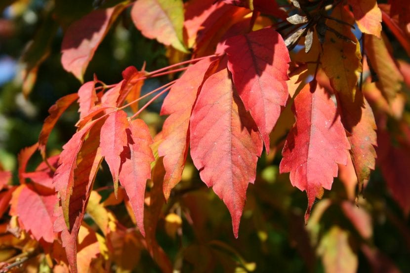 Hojas del Acer cissifolium en otoño