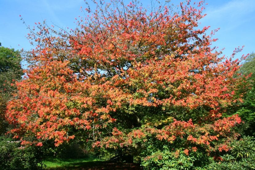 Acer cissifolium en otoño