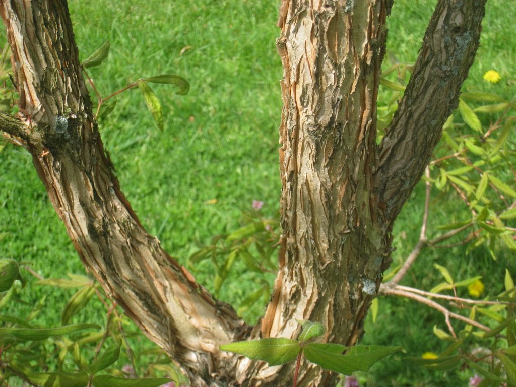 Tronco de arce de tres flores