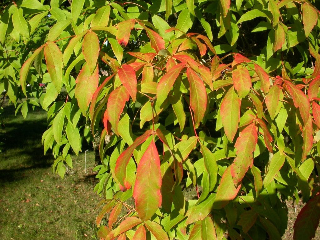 Hojas de Acer triflorum