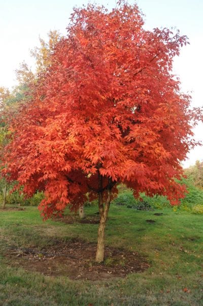 Árbol de arce de tres flores