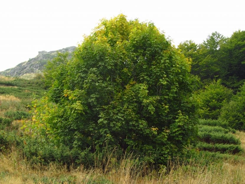 Ejemplar de Acer heldreichii, el arce griego, en plena vegetación