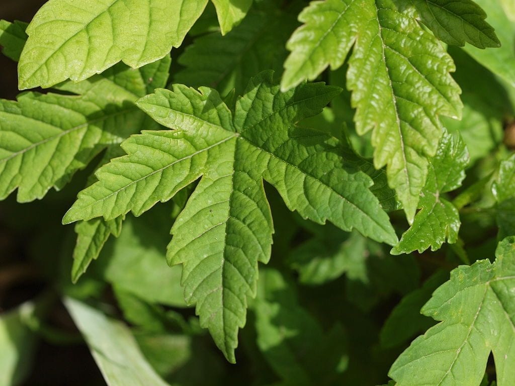 Acer heldreichii