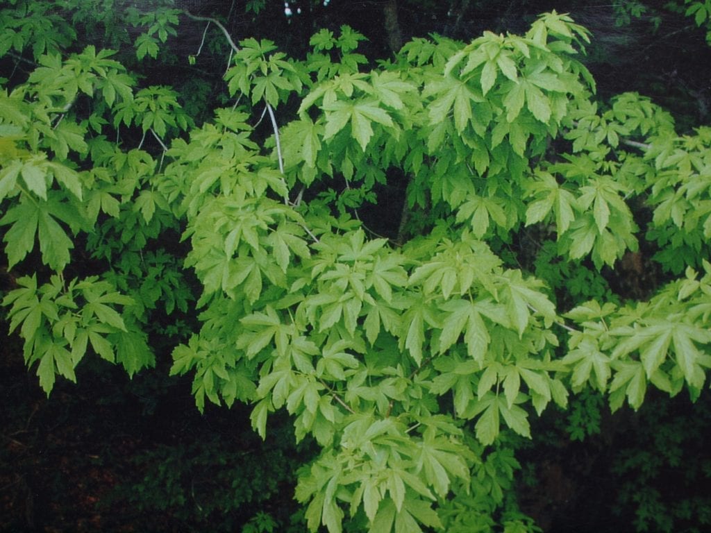 Acer heldreichii ssp visianii