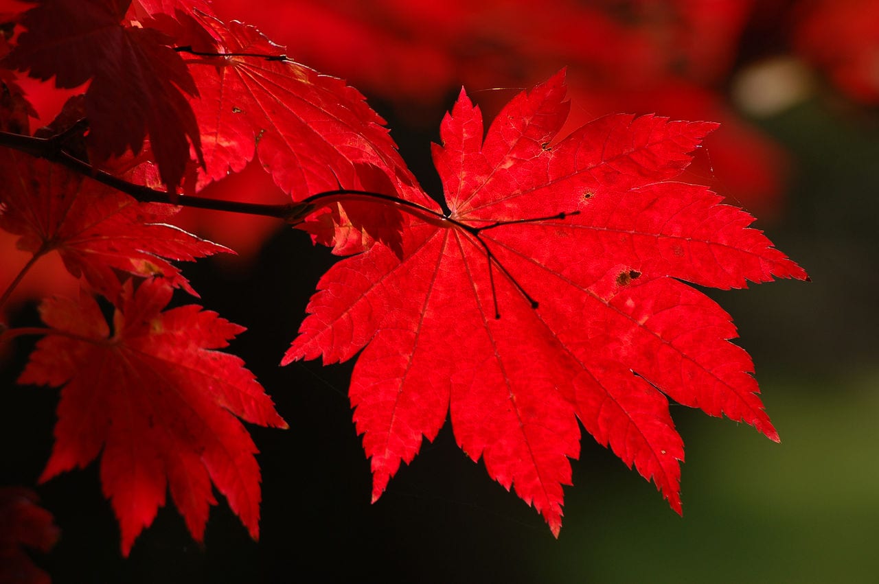Arce japónico (Acer japonicum): cuidados y cultivo