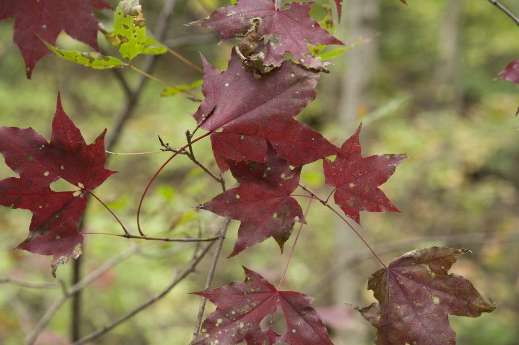 Acer mono en otoño