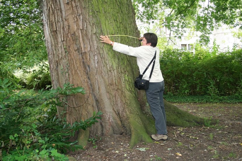 Tronco del Acer saccharinum
