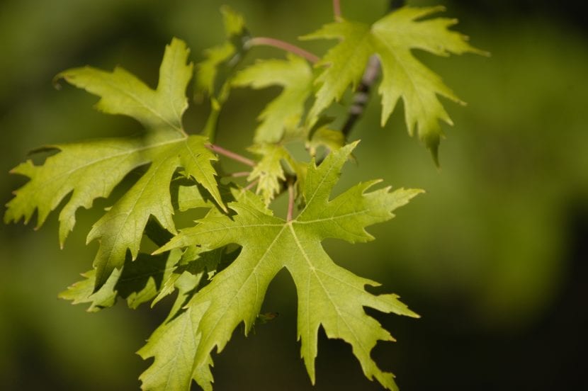 Hojas del Acer saccharinum