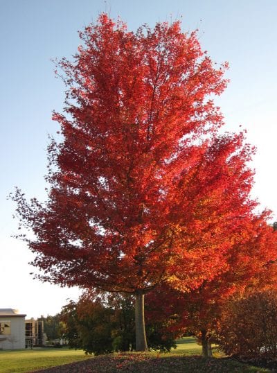Acer saccharinum en otoño
