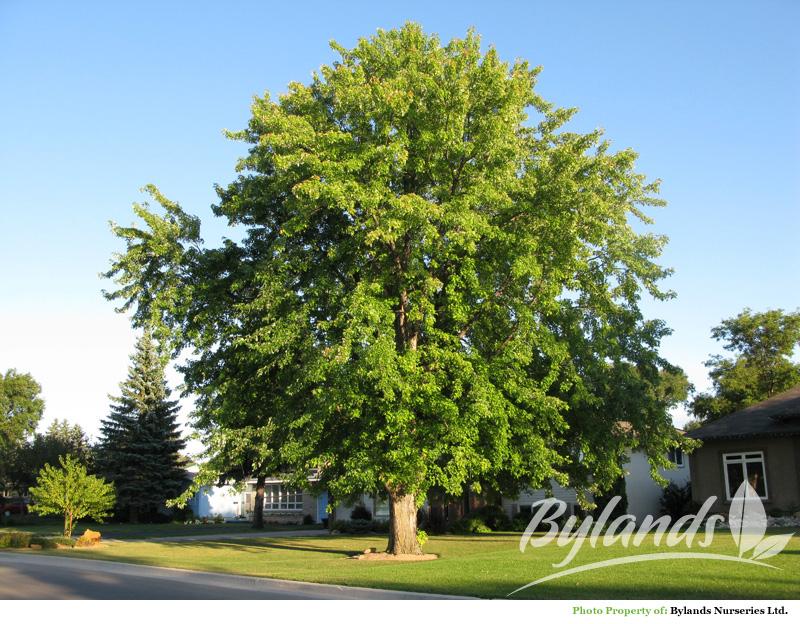 Acer saccharinum adulto