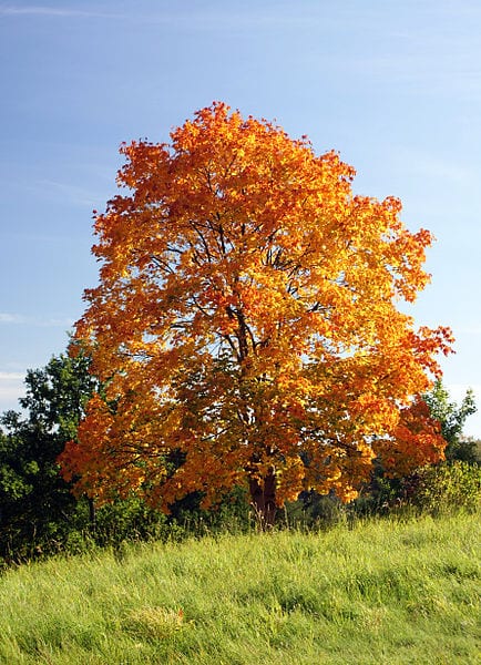 Acer platanoides en otoño