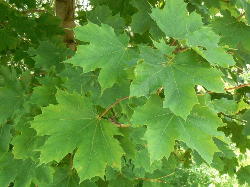 Hojas del Acer platanoides