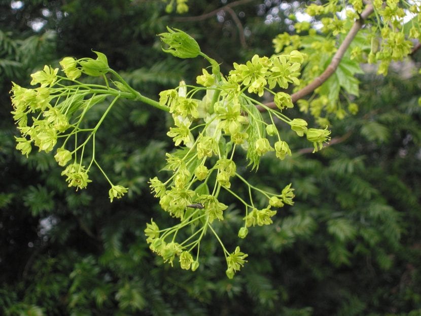 Flores del Acer platanoides