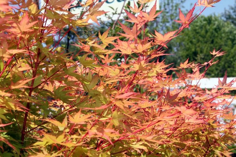 Acer palmatum 'Sango kaku' en otono
