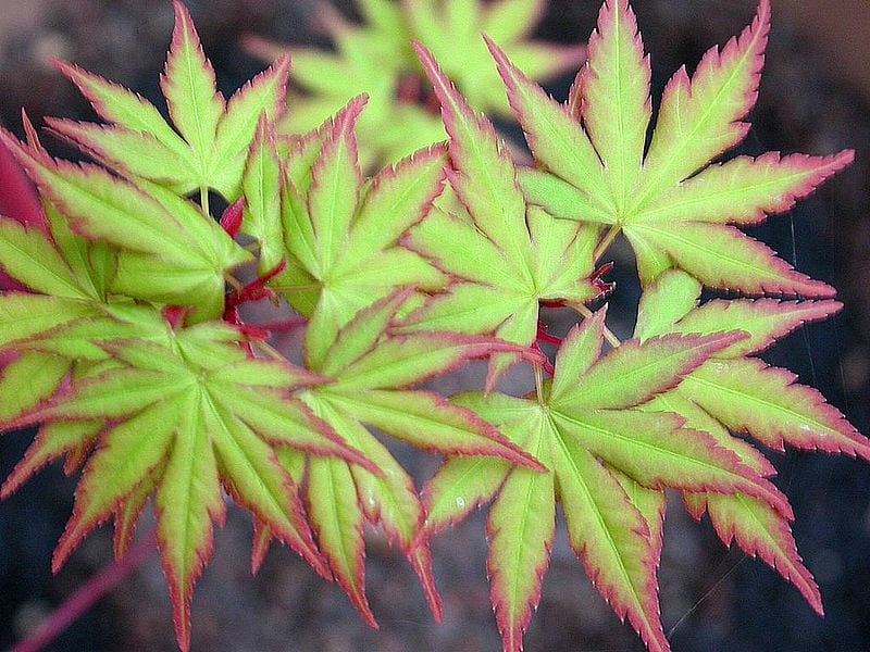 Hojas del Acer palmatum 'Sango kaku'