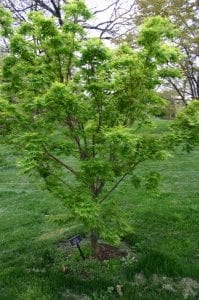 Vista del Acer palmatum 'Sango kaku'