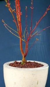 Tronco de Acer palmatum 'Sango Kaku'
