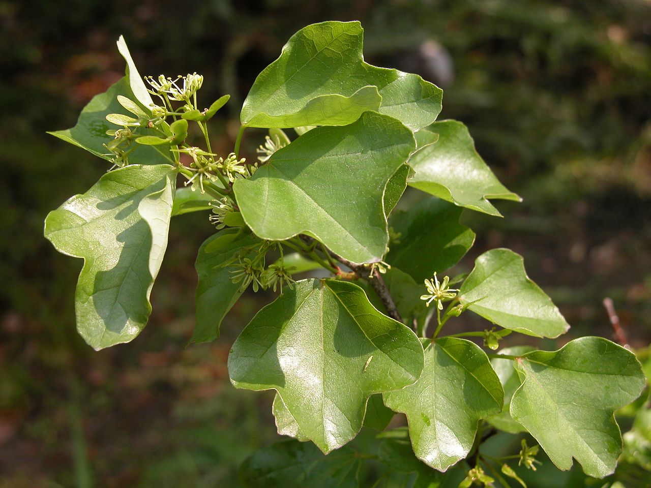 Vista de las hojas del Acer buergerianum