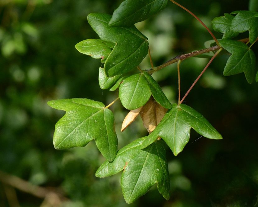 Hojas trilobadas del arce de Montpellier, Acer monspessulanum