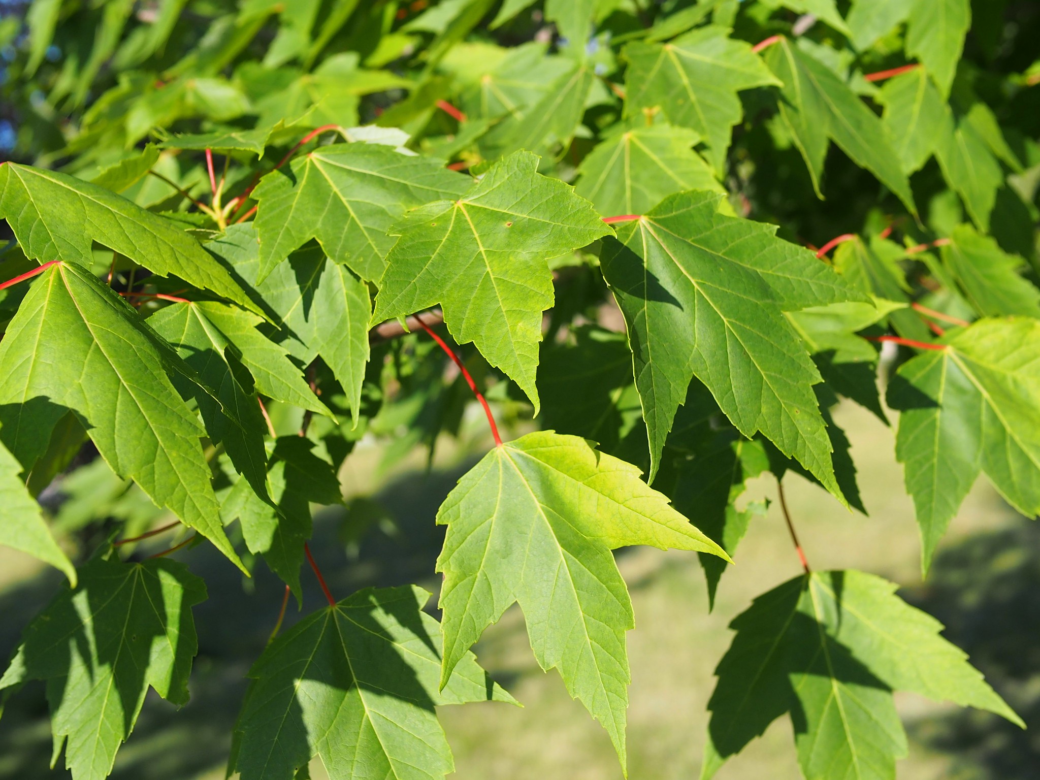 Hojas de Acer rubrum