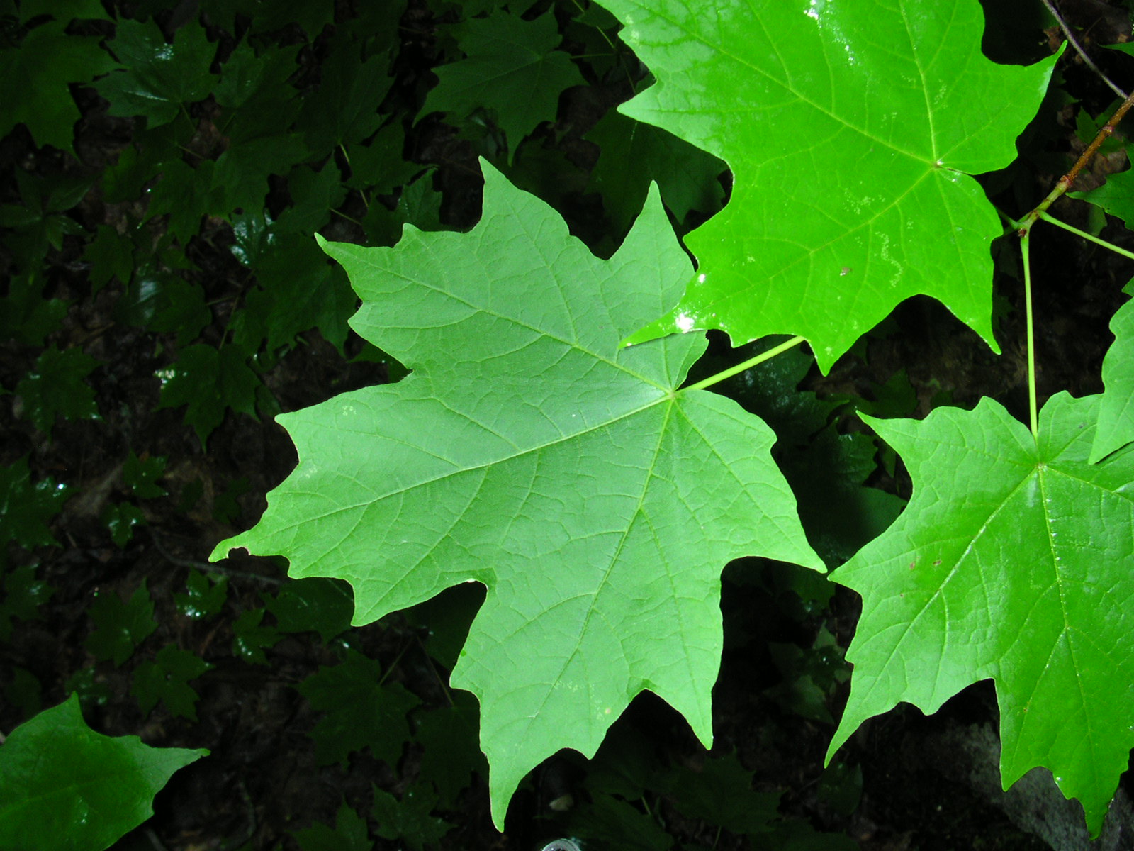 Vista del Acer saccharum