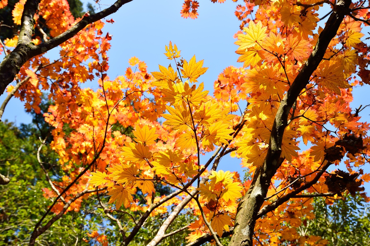 Los arces se ponen preciosos en otoño