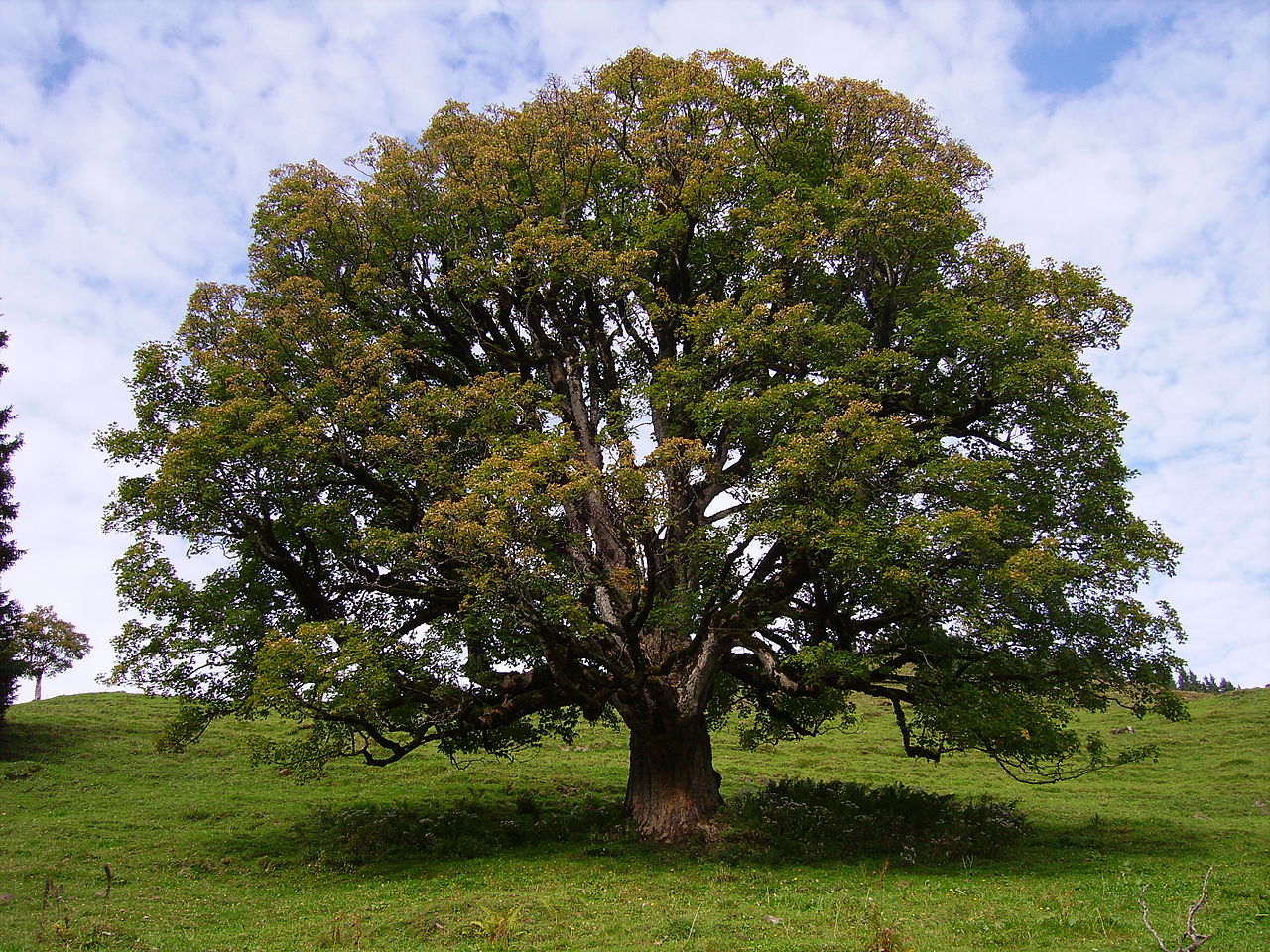 Vista del árbol de falso plátano