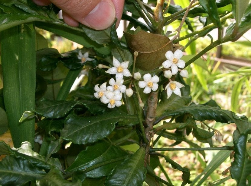Flores de la Ardisia crenata