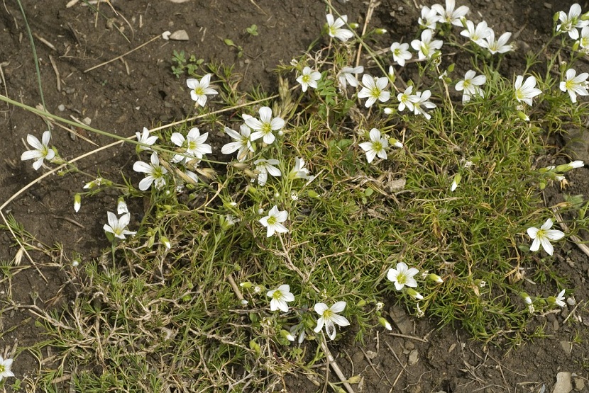 arbusto silvestre con flores blancas
